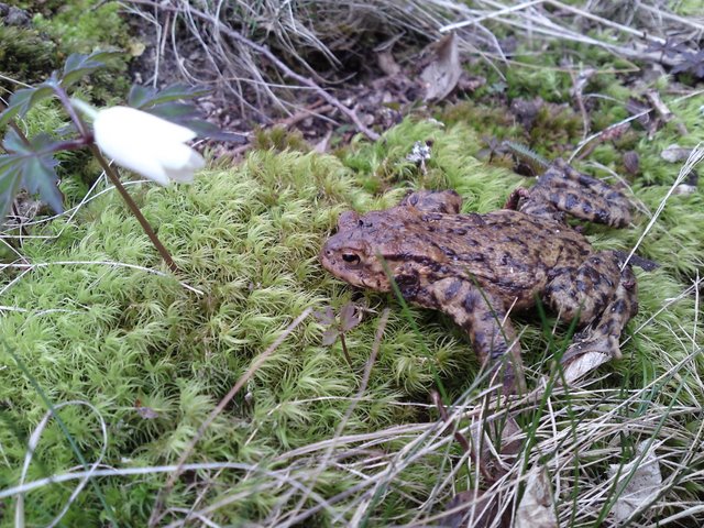 2009 Crapaudrome de Guiperreux 27